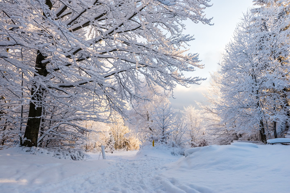 Winter Woods Snow Covered Trees Landscape Wall Mural Forest Photo ...