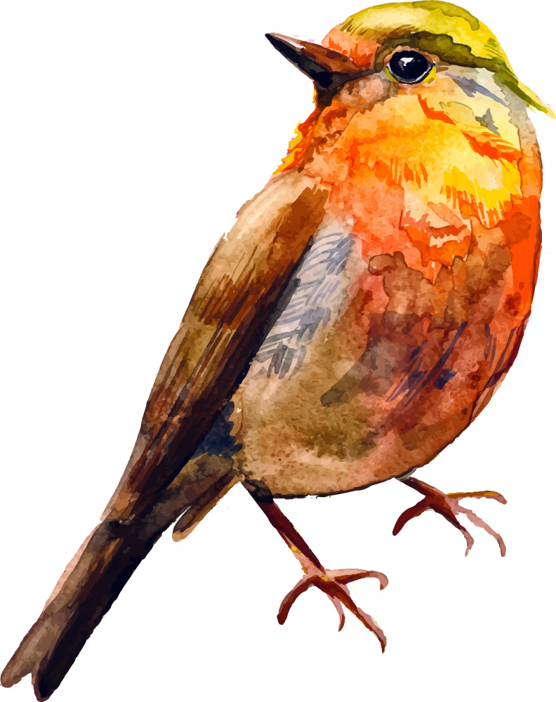 Птица оранжевая акварелью